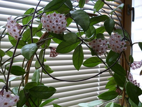 Hoya carnosa splash ableger - hoya,