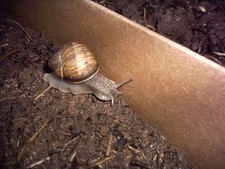 10 Meter Schneckenzaun