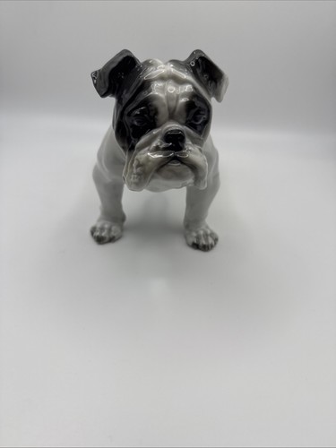 Englische bulldogge von - englische,
