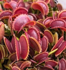 Dionaea muscipula | Venus