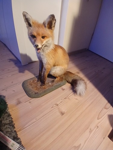Fuchs sitzend dekoplatte - fuchs,