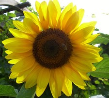 Helianthus annuus Titan Sonnenblume Titan Samen Riesensonnenblume 