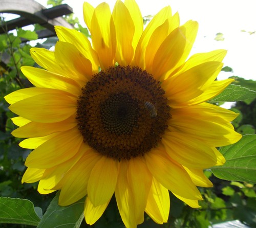 Helianthus annuus titan - helianthus,