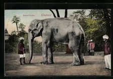 Indischer Elefant mit Mahout, Ansichtskarte 