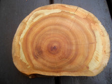 Baumscheibe Astscheibe