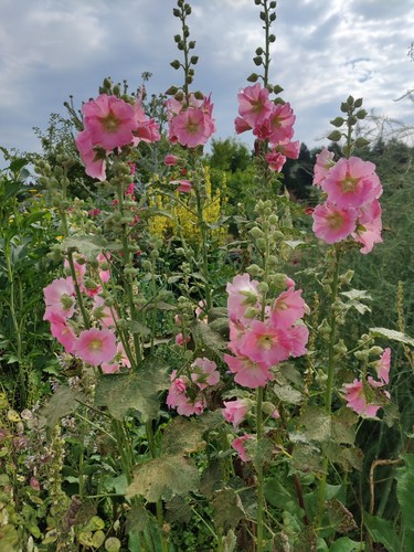 Gewöhnliche stockrose rosa - stockrose,,