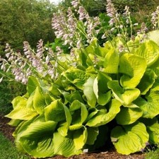 Großblättrige-Funkie SUM AND