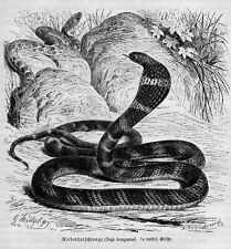 Königskobra Riesenhutschlange Naja bungarus   Holzstich von 1892  Giftnatter