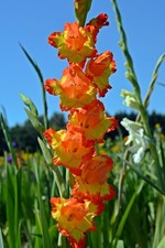 Zwiebeln orange-gelbe Riesen-Gladiole Zwiebel Blumenzwiebeln winterhart duftend.