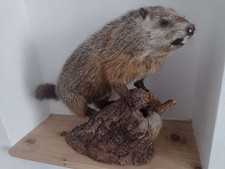 Murmeltier Präparat