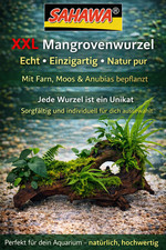 Echte Mangrovenwurzel XXL ca