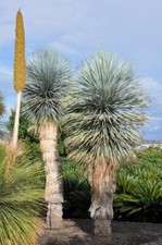 1 x Texas-Palmlilie - Yucca rostrata, Pflanze
