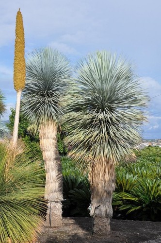 Texas palmlilie yucca - x, texas-palmlilie