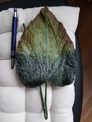 Großes blatt pflanzen deko - blatt,