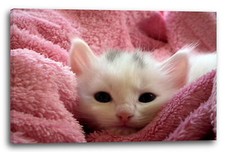 Wandbild katzenbaby decke - wandbild,