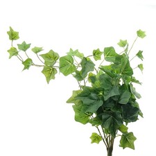 GASPER Englischer Efeu Grün