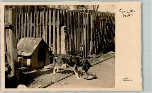 39159393 schaeferhund - 39159393,