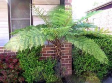 Cyathea Australis ca. 60 cm  Australischer Baumfarn Schnellwüchs, groß werdender