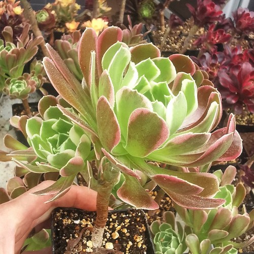 Aeonium riverstones variegated - aeonium,