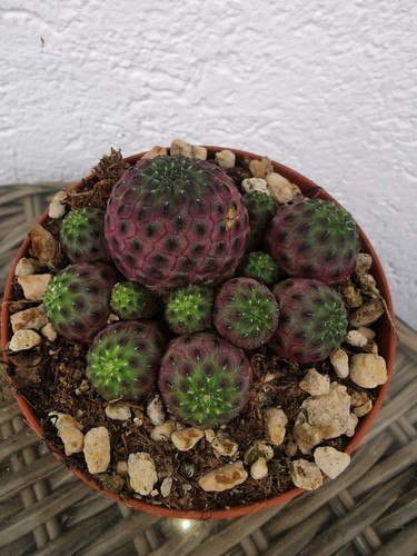 Sulcorebutia rauschii - sulcorebutia,