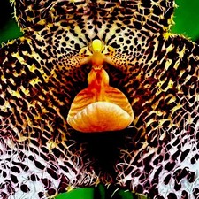 Dracula Species ´Gongora´ blühfähige Pflanze Orchidee Masdevallia