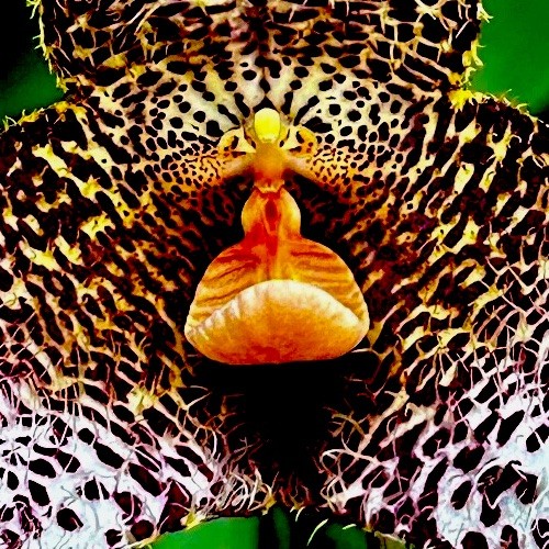 Dracula species gongora - dracula, ´gongora´