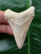 5,7 cm Zahn des Carcharocles