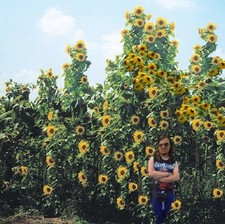 Zwiebeln Riesen-Sonnenblume Zwiebeln Blumenzwiebeln winterhart schnellwüchsig !