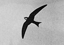 Bauplan Wupp Modellbauplan