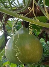 Ball Gourd, Lagenaria siceraria, Flaschenkürbis, Kalebasse