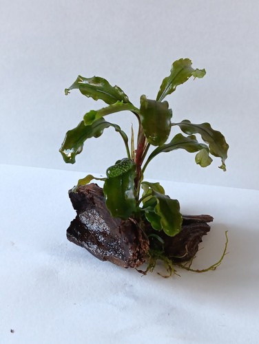 Buce bepflanzte wurzel - buce,
