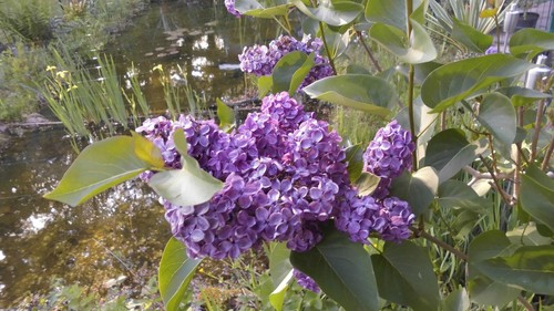 Edel flieder jungpflanze - 1, x
