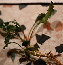 🐠 Bucephalandra Velvet Tricolor - Ableger / Rhizom - Rarität - Nano Aquarium 🍀