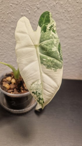 Alocasia frydek variegata - alocasia,
