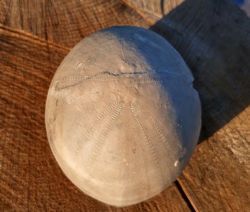 Großer seeigel echinocorys - seeigel,