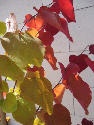 Cercis canadensis eternal - cercis,