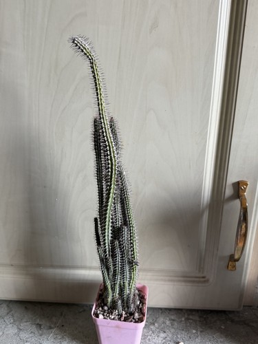 Succulente euphorbia - succulente,