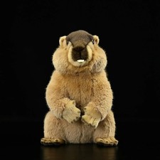 Murmeltier Eichhörnchen 10