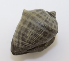 Schnecke, Athleta rarispina