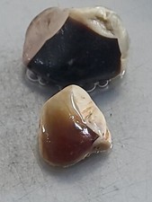 2 x 2-3,5 cm große Bernstein