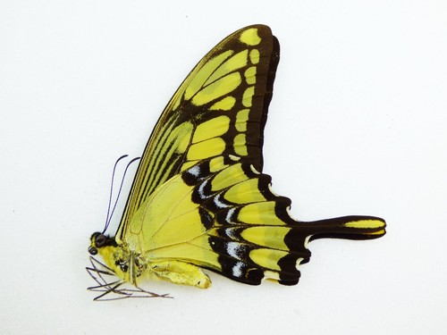 Papilio thoas männchen - papilio, up