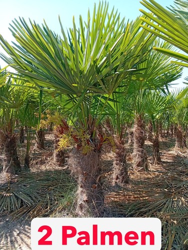 Trachycarpus fortunei - 2,