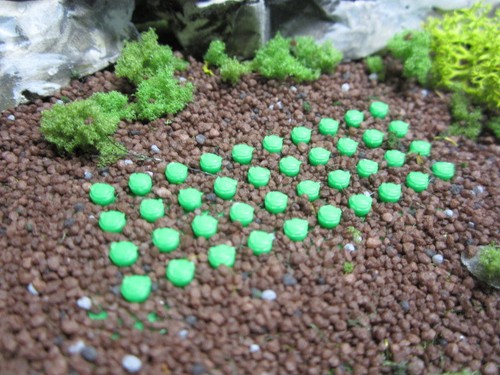 Sp1303 salatpflanzen kopfsalat - sp1303,