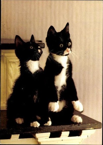 Alte hauskatzen diverse - alte, hauskatzen,