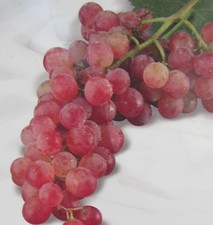 Vitis 'Riesling Rot' Wein Rebe