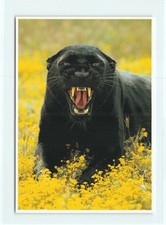 1 AK Schwarzer Panther Leopard Großkatze Raubkatze Raubtier - USA 1 !!! *