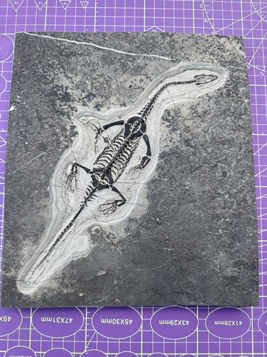 Meeresreptil fossil - meeresreptil, -🦎fossil