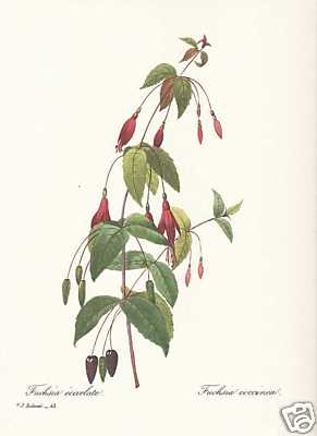Fuchsia coccinea fuchsie - fuchsia,
