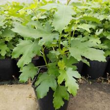 Feigenbaum Gustissimo ®