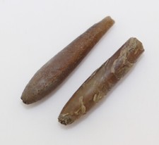 Belemnit, Hibolithes sp